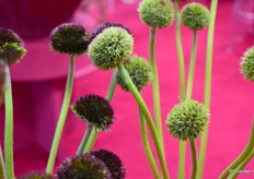 De Linbloemloze Gerbera van HilverdaFlorist werd op de beurs geïntroduceerd onder de naam Marimo Green en Marimo Dark.